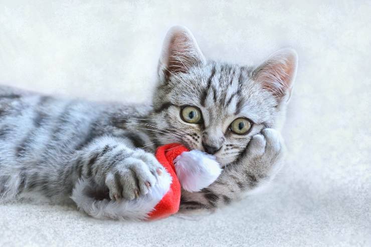 Gatitos y complementos navideños