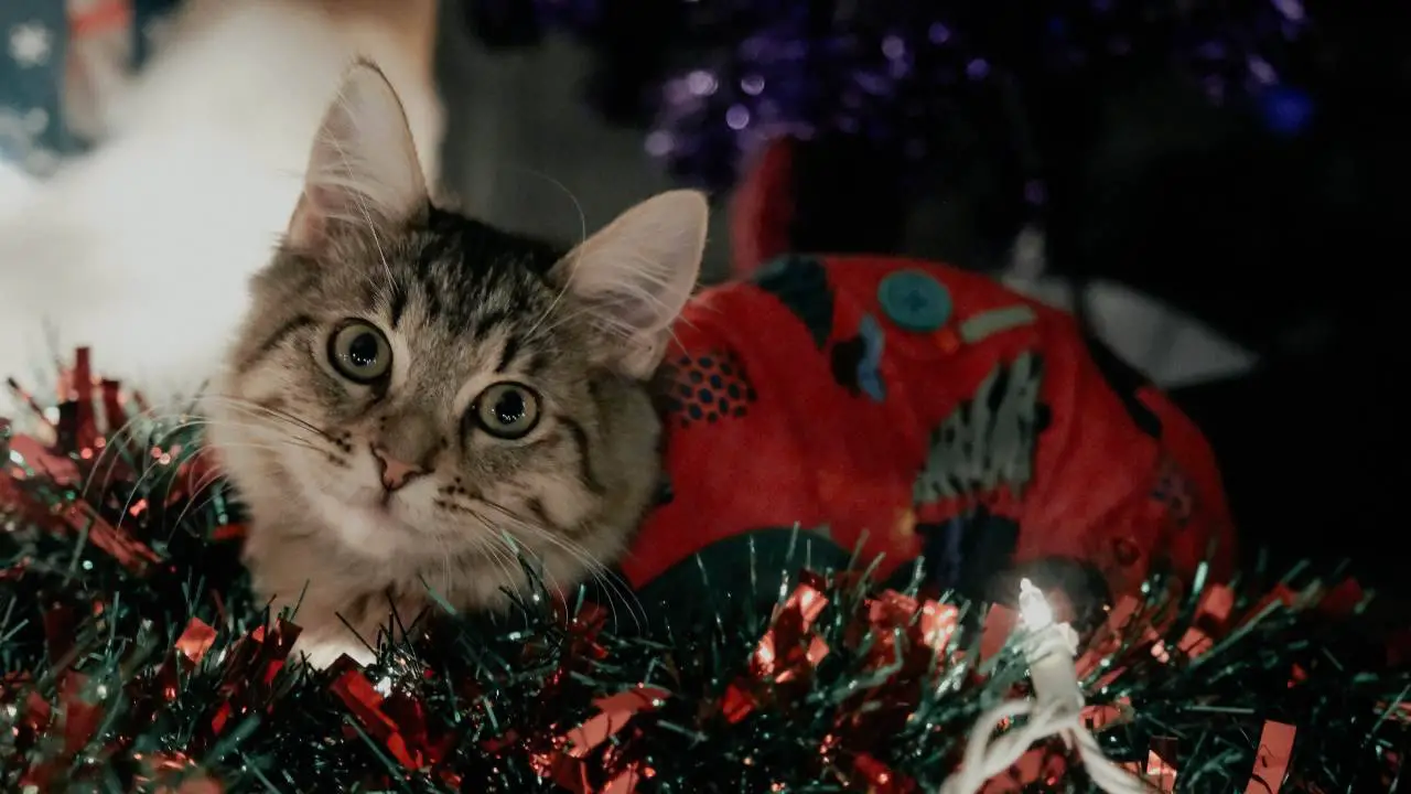 Accesorios navideños para gatos: cuáles son perfectos para las fiestas ...