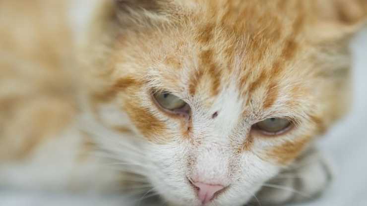 parásitos del cerebro del gato