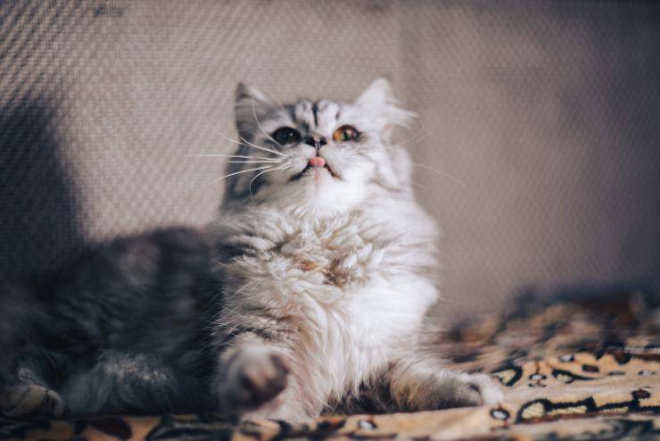 El comportamiento del gato.