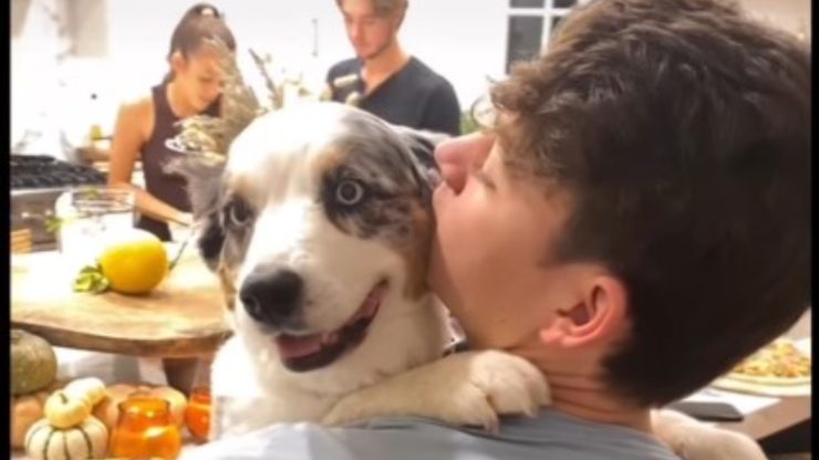 vídeos de perro en brazos
