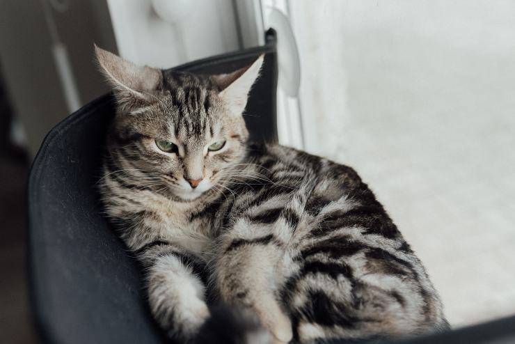 La enfermedad del gato