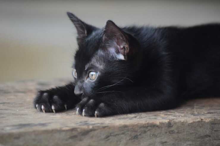 gato sam sawet