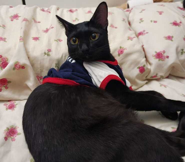 gato sam sawet