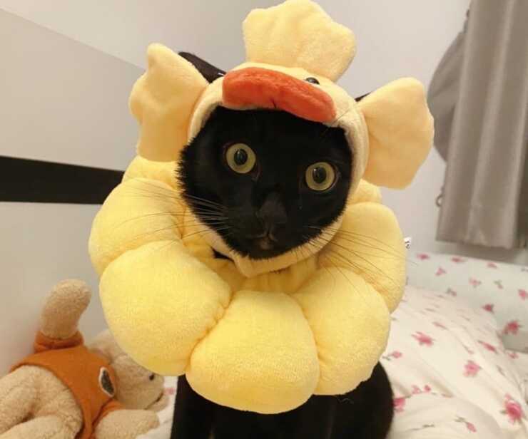 gato sam sawet