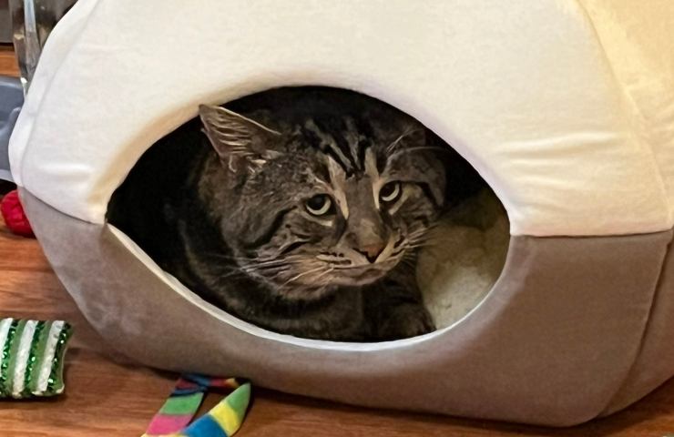 gato adoptado deprimido