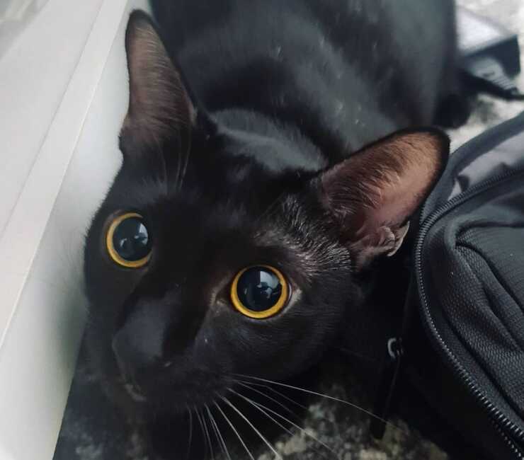 gato sam sawet