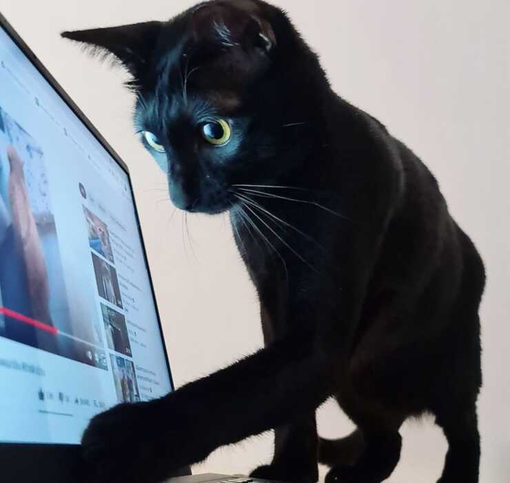 gato sam sawet