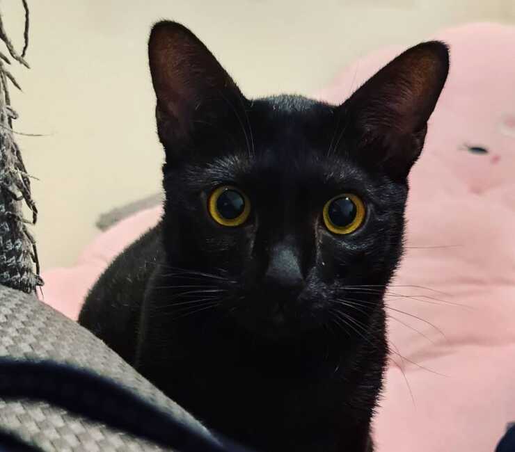 gato sam sawet