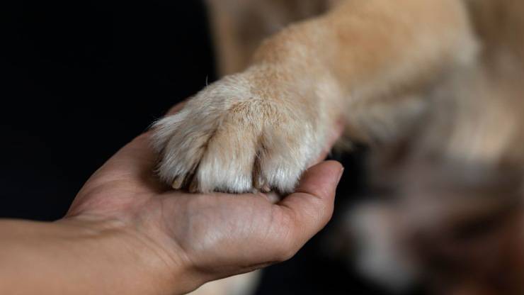 pata del perro