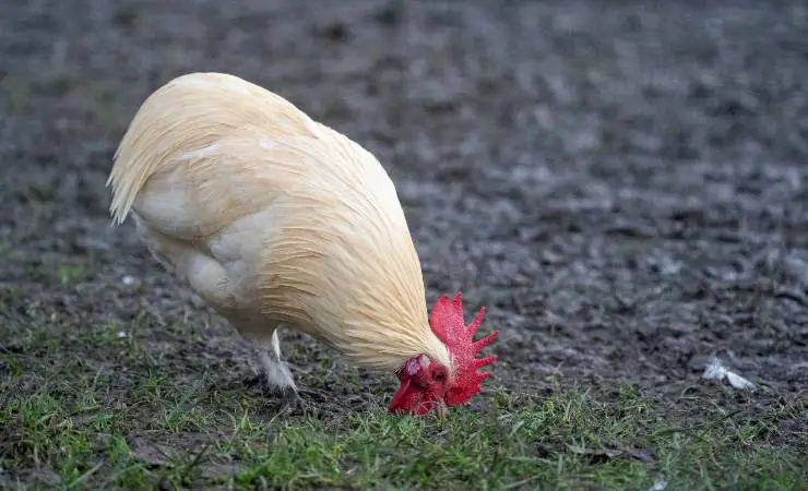 gallina araucana