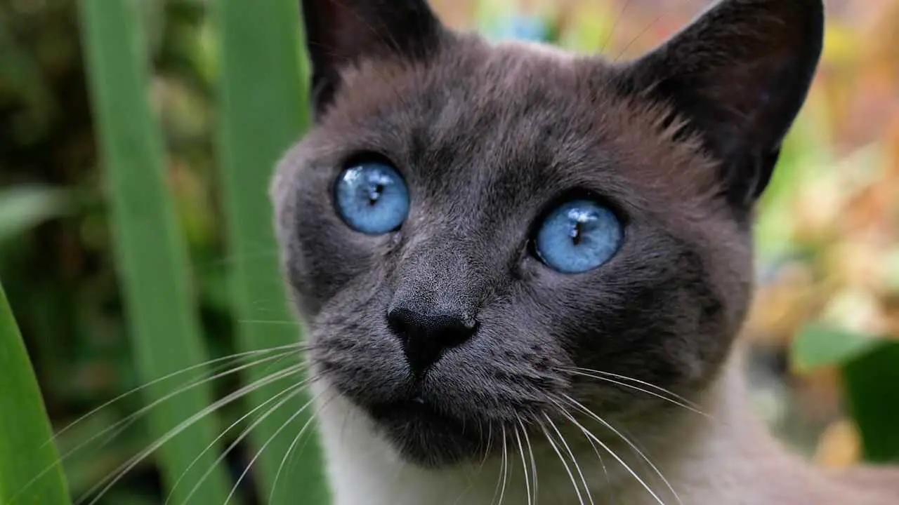 curiosidad del gato tailandés