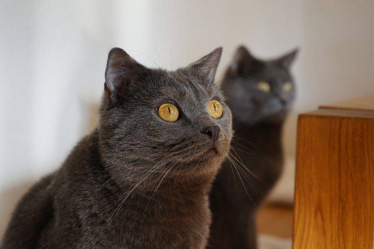El felino es curioso