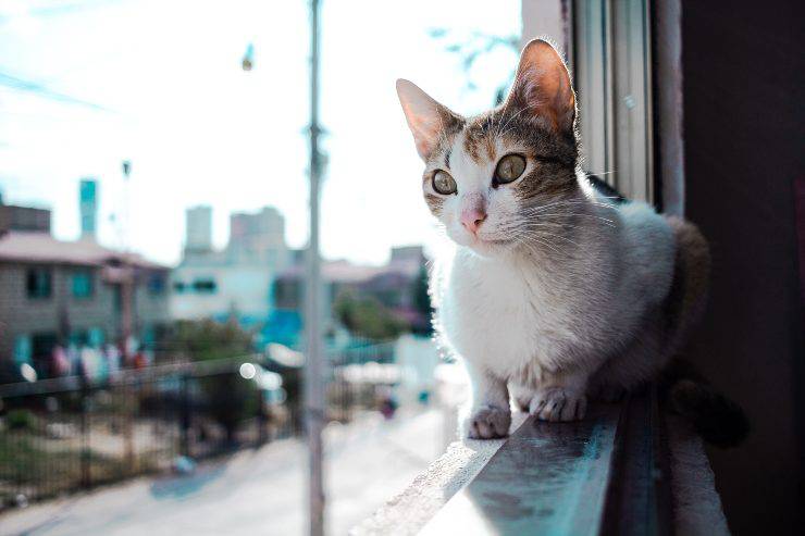 Felinos que tienden a mantenerse en forma