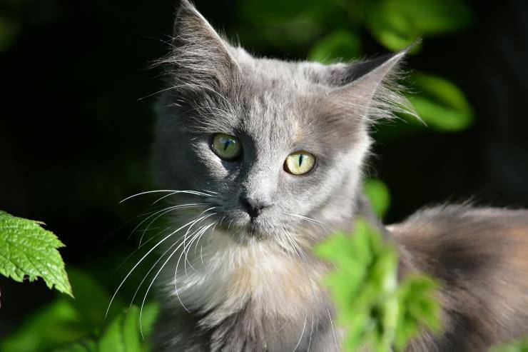 Gato escondido en las plantas