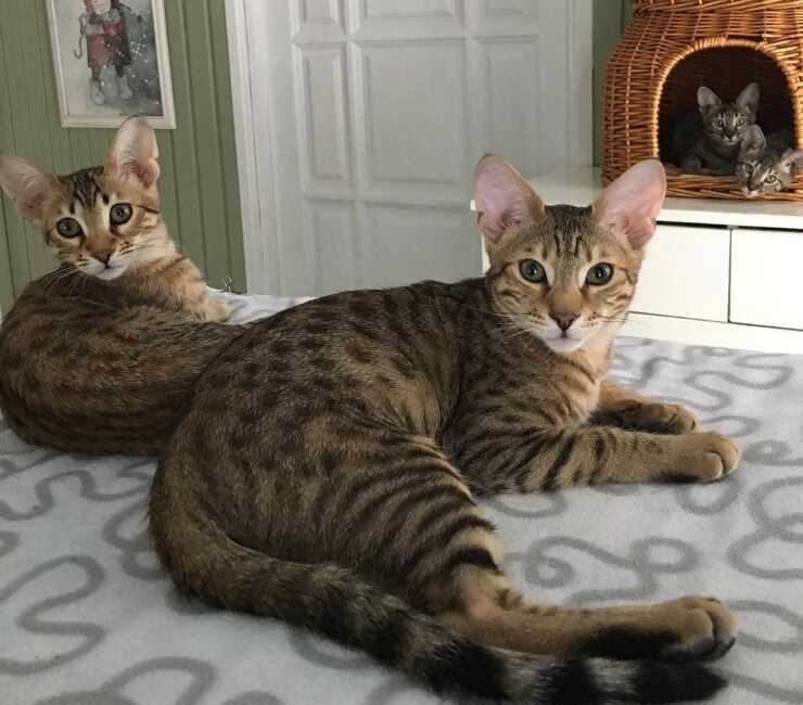 serengeti-gatto-(2)_optimizado