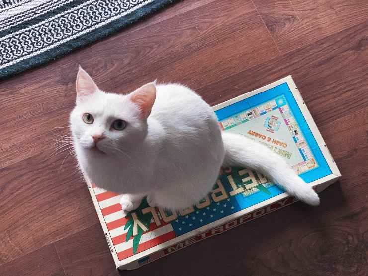 Kitty mueve la cola