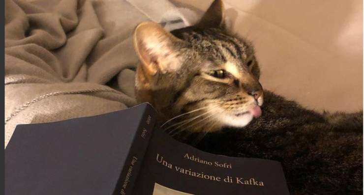 Gato Daria Bignardi