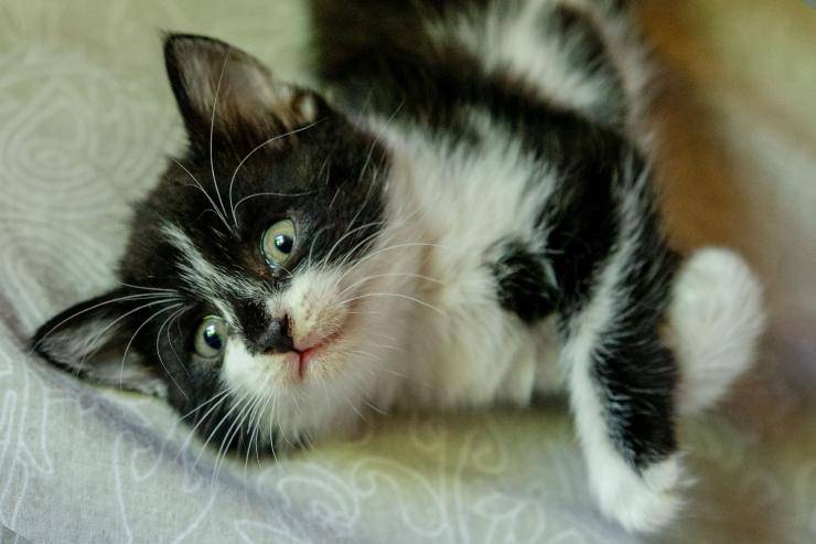 Edema pulmonar en el felino