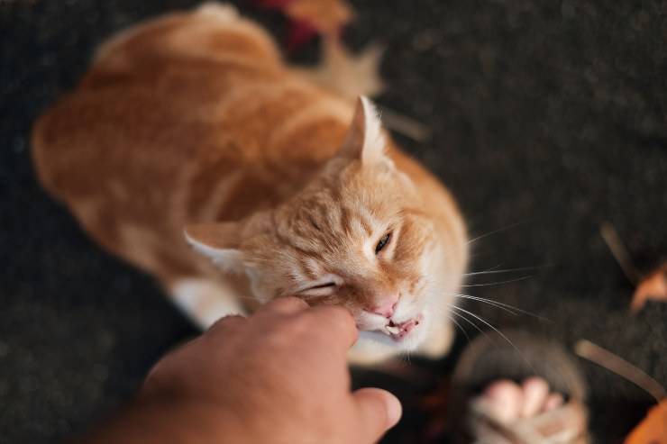 Alimentos adecuados para la digestión de los gatos