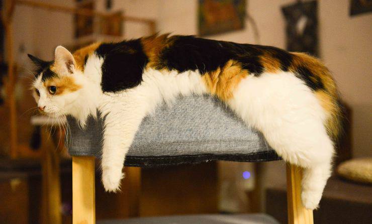 Razas de gatos que no arañan