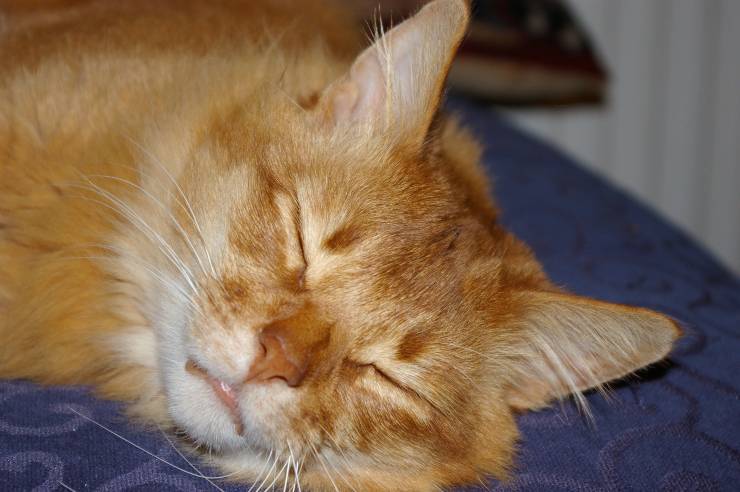 felino durmiente