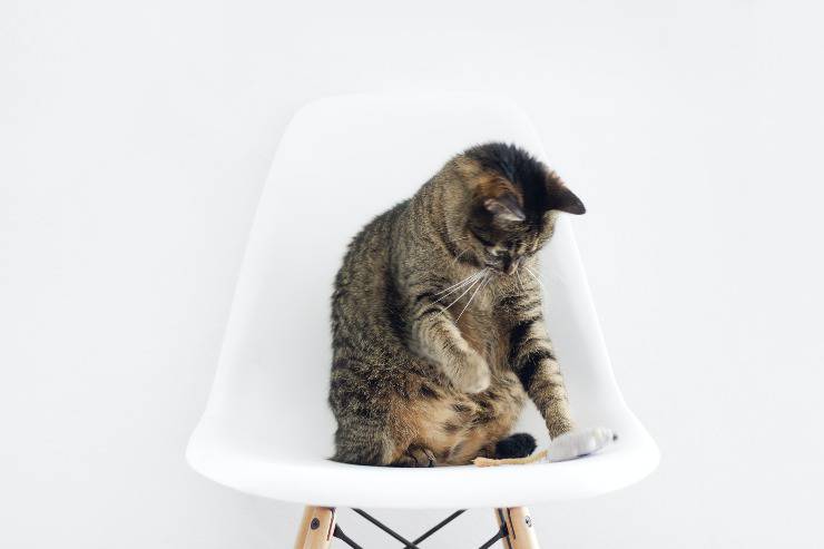 Felinos que no se rascan