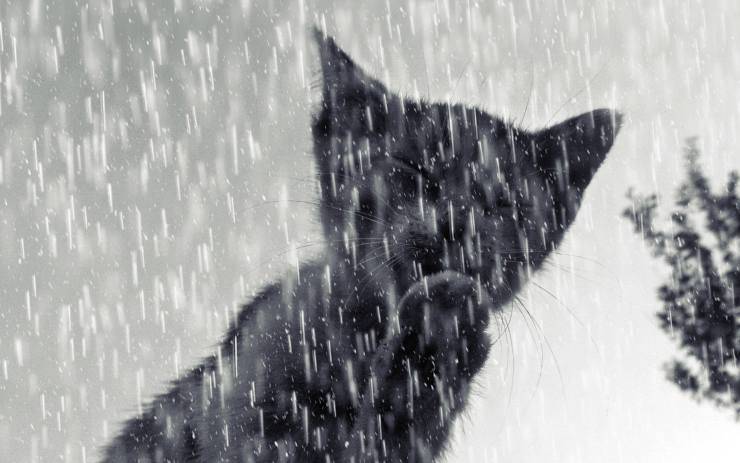 Gatito negro