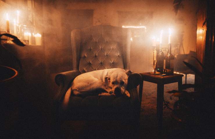 perro en el sillón