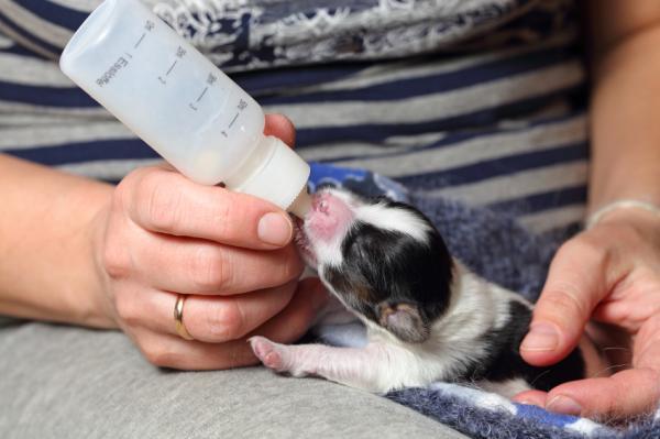 Mi perra no quiere amamantar a sus cachorros: causas y qué hacer - ¿Qué hacer si una perra no quiere amamantar a sus cachorros?