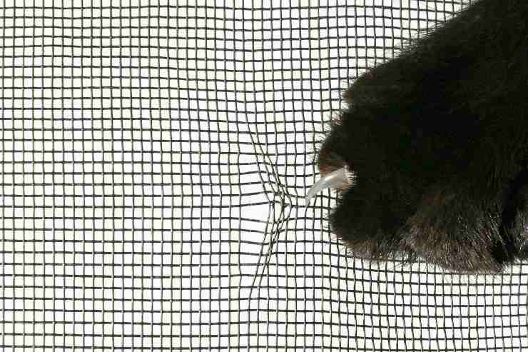 pata de gato