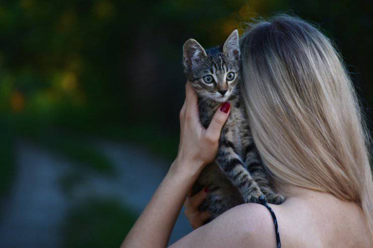 El comportamiento del gato.