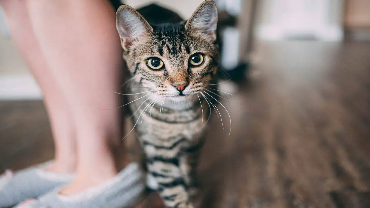 C Mo Saber Si Tu Gato Te Quiere Las Se Ales Inconfundibles De Un Gato