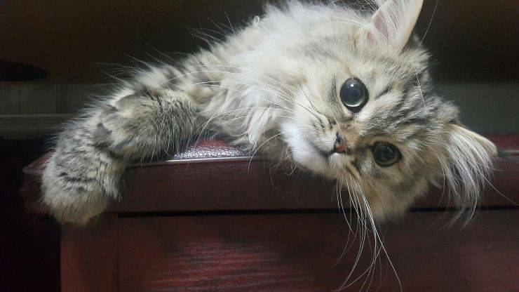 Gatito muy curioso