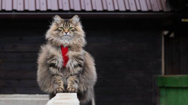 El gato es el guardián.