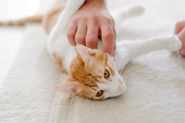 Felinos que eligen dueño