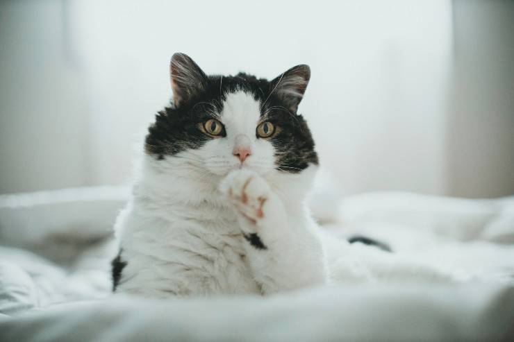 Felino dobla sus patas