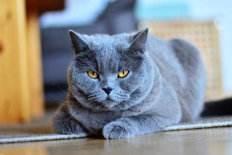 El comportamiento del gato.
