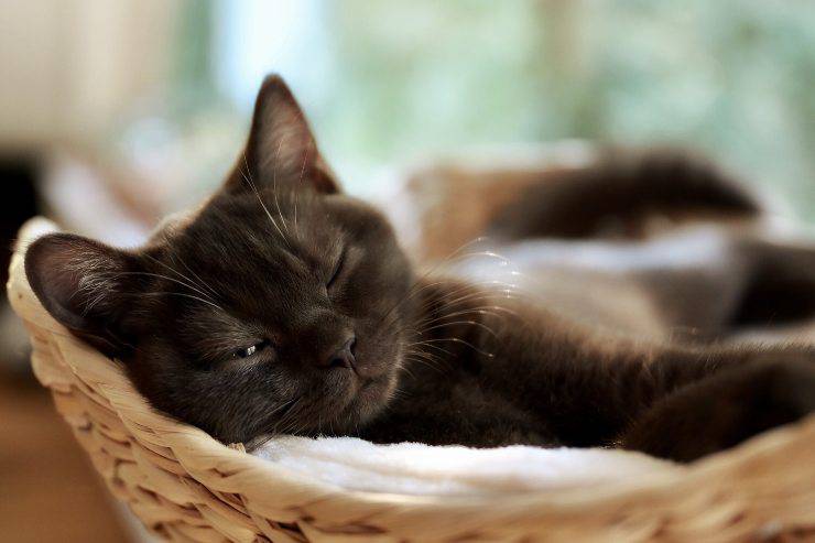 Enfermedad en el felino