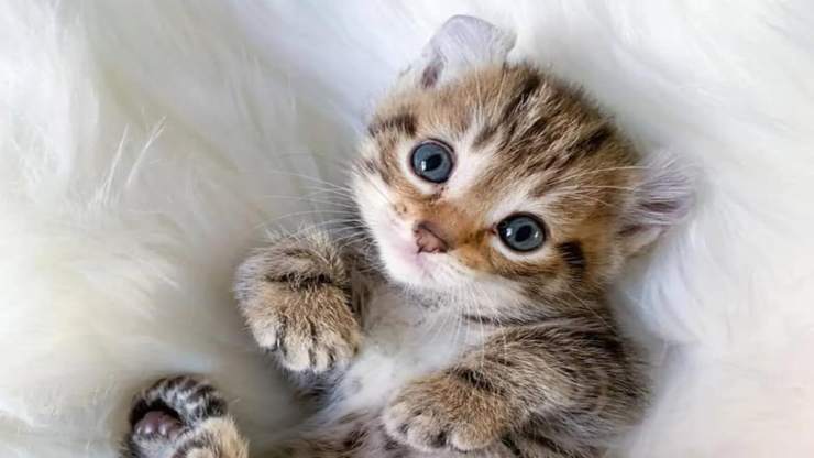 Gatito en primer plano (foto de Facebook)