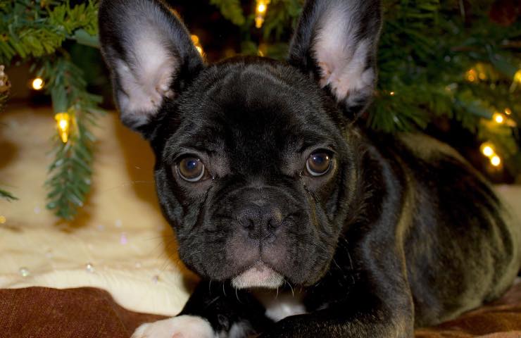 regalar cachorro navidad criminales