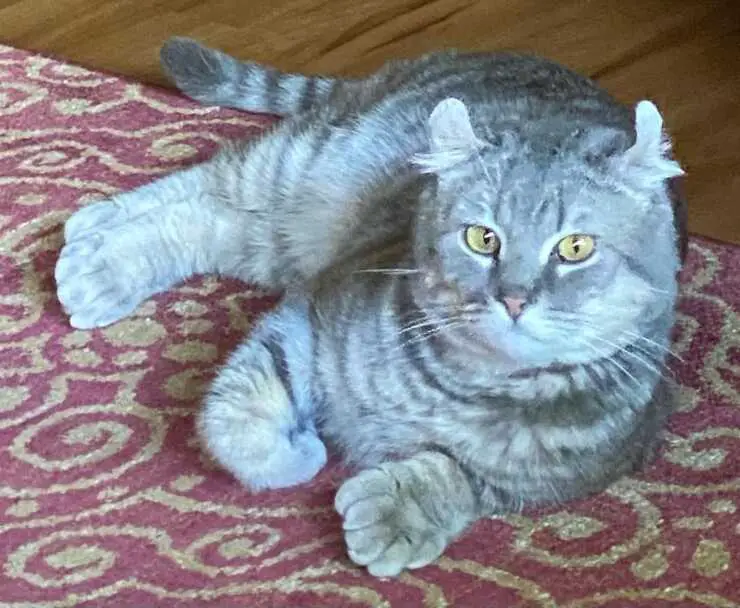 gatto-highlander