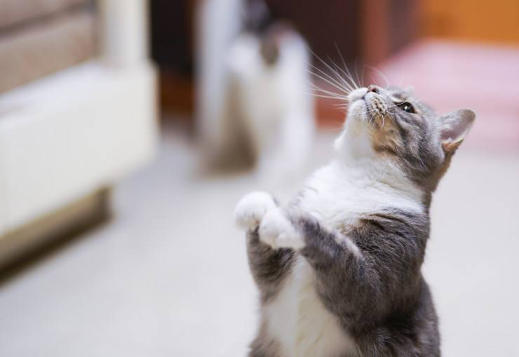 El felino no siempre es independiente