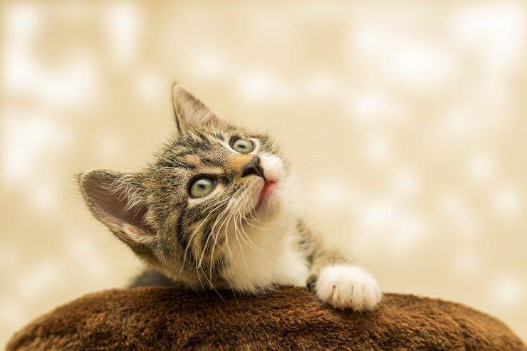 comportamiento felino