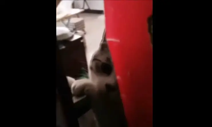 mujer gato minutos