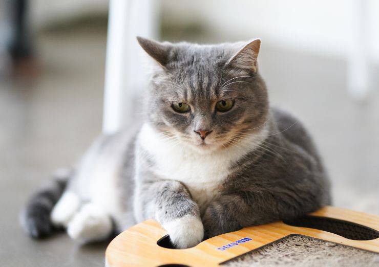 Razas de gatos no muy curiosas.