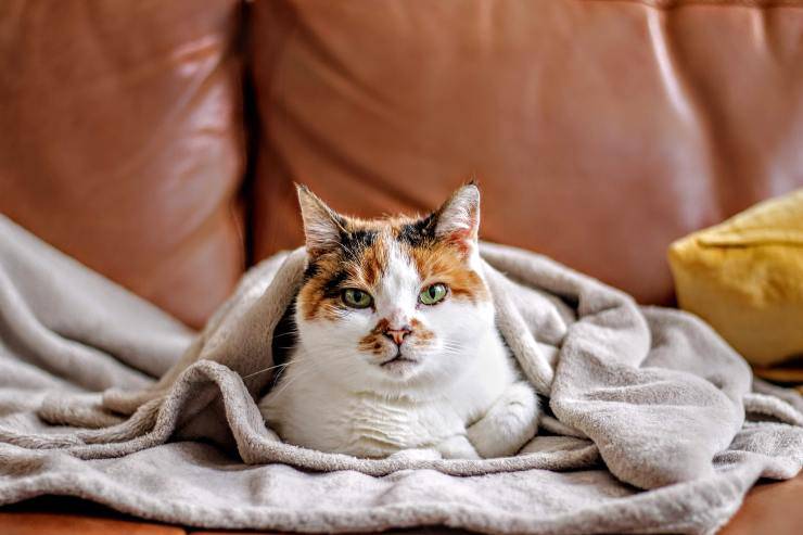 Felinos que no son curiosos