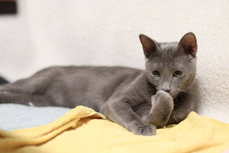 el gato esta aburrido