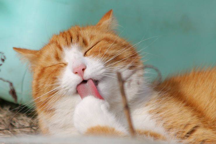 El gato se lame las patas