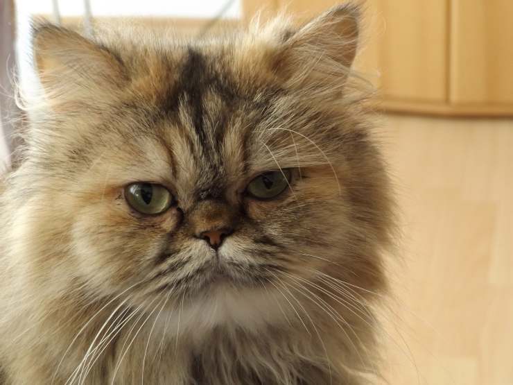 Pequeños felinos curiosos